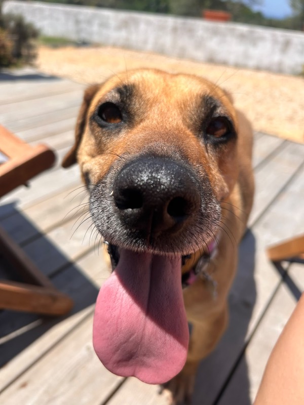 pipa